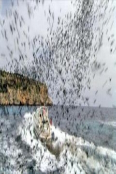 Abejas Asesinas de Mallorca