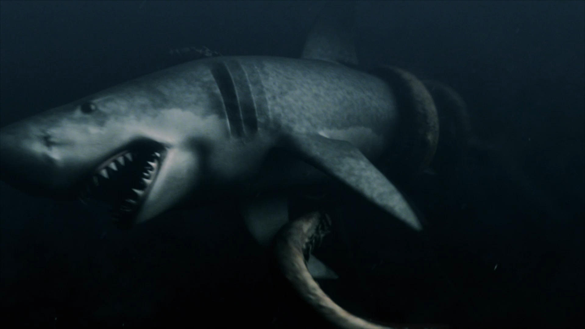 Mega Shark