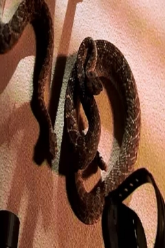 Serpientes de Cascabel