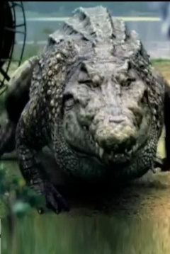 Amao (Croczilla, Cocodrilo gigante) - Biografia, Fotos Amao (Croczilla, Cocodrilo gigante) - Biografia, Fotos