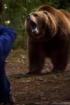 Oso Grizzly