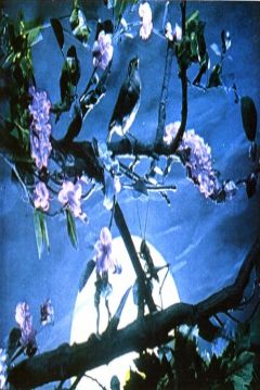 Poster The Nightingale´s Voice