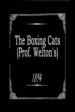 Poster The Boxing Cats