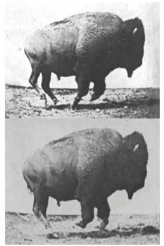 Poster Buffalo Running