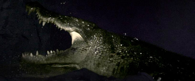 Trailer en español de “Black Water 2: Abismo”, estreno el 1 de junio en Prime Video