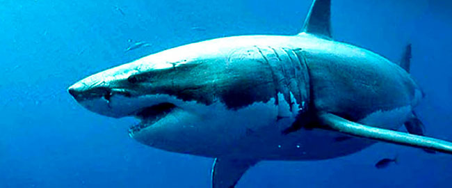 Póster de ventas de “The Wreck”, otra de tiburones blancos
