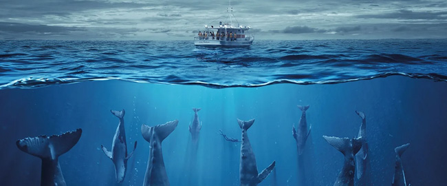 Trailer de la serie “The Swarm”, un thriller ecológico lleno de misterios marinos
