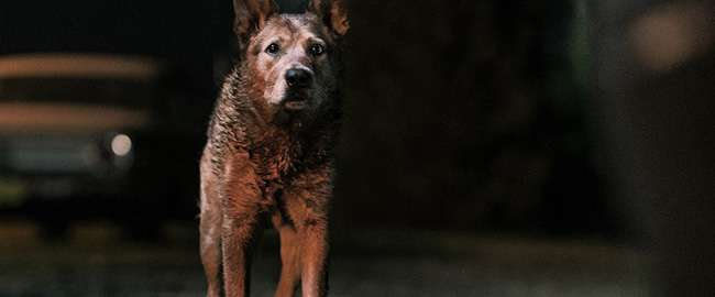 “Cementerio de Animales: Bloodlines” calificada “R” por su intensa violencia y escenas sangrientas