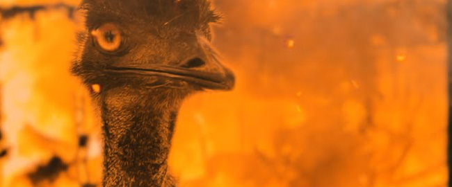 Tráiler subtitulado de “The Emu War”, una alocada película australiana basada en hechos reales