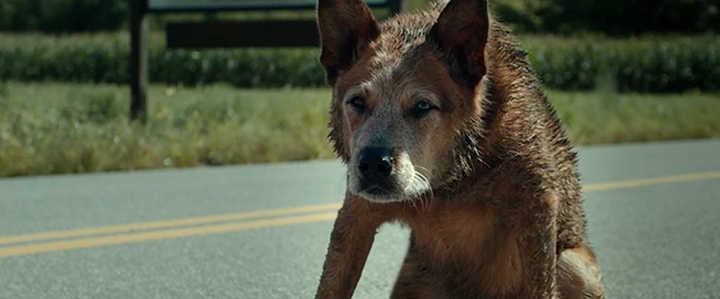 Trailer subtitulado para “Cementerio de Animales: Bloodlines”, el capítulo inédito de la novela de Stephen King