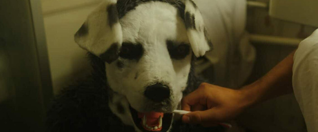 Trailer subtitulado para “Good Boy”: Un perturbador relato de terror del hombre-perro