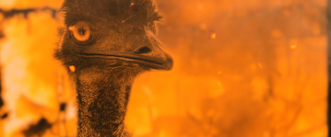 Trailer oficial de “The Emu War”: Una hilarante batalla contra los Emús