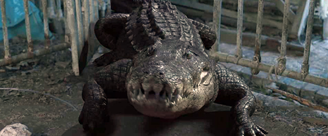 “Croc!”: disponible en alquiler digital en España a partir del 22 de noviembre