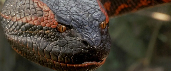 “Anaconda” Regresa: Thandiwe Newton y Steve Zahn se unen al reparto de la  nueva versión