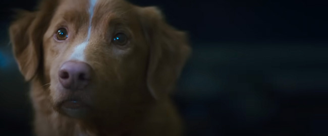 Tráiler de “Good Boy”: terror en una casa encantada desde la mirada de un perro