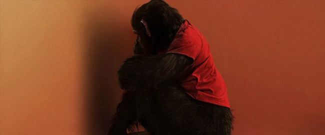 “Primate”: Ya disponible el tráiler español del nuevo terror de Johannes Roberts