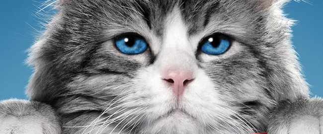 Explicación del final de Siete Vidas: Este Gato Es un Peligro